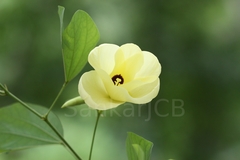 Bauhinia tomentosa